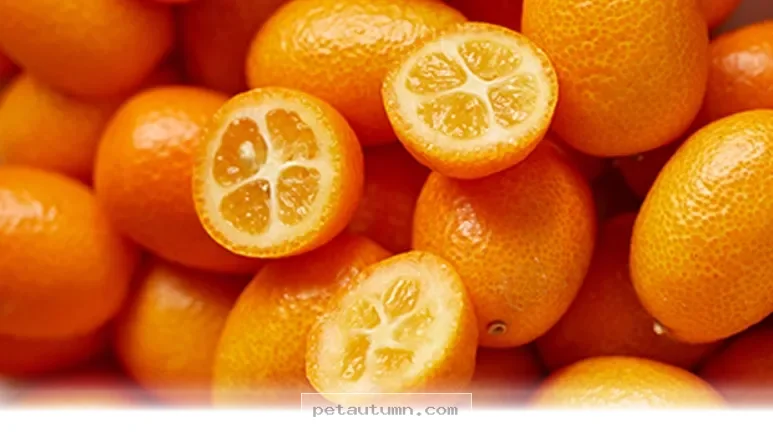 Essential Facts About Sharing Lemons With Your Pet Dog in 2026