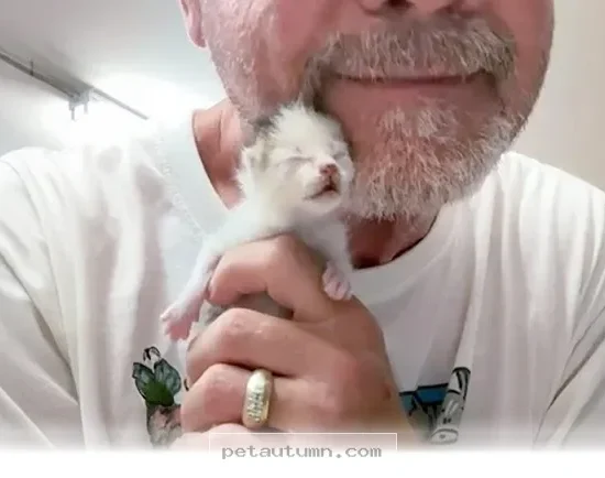 Essential Guide for Raising Your New Kitten Throughout 2026 and Beyond
