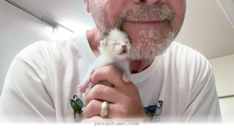 Essential Guide for Raising Your New Kitten Throughout 2026 and Beyond