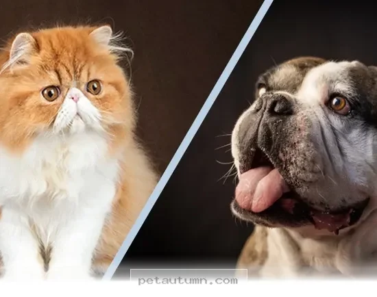 Essential Health Tips for Your Flat Faced Dog Breed in 2026