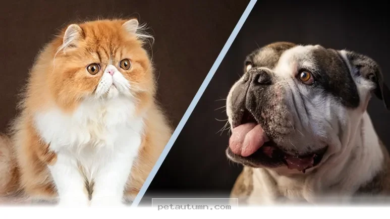 Essential Health Tips for Your Flat Faced Dog Breed in 2026