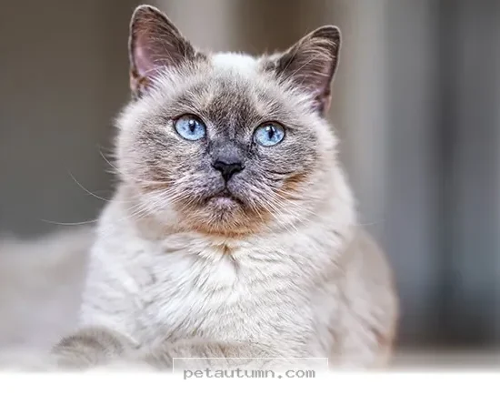 Essential Health Tips for Your Senior Cat Entering 2026 and Beyond