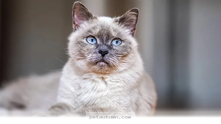 Essential Health Tips for Your Senior Cat Entering 2026 and Beyond