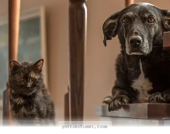 Essential Steps to Prepare Your Pet for a 2026 Emergency Departure