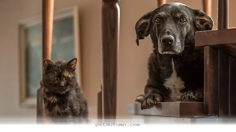 Essential Steps to Prepare Your Pet for a 2026 Emergency Departure