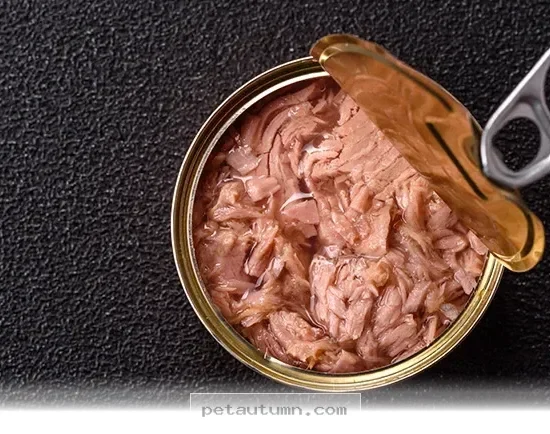Expert Advice on Why 5 Popular Fish Choices May Harm Pets in 2026