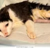 Heartwarming Ways Your Cat Shows Resilience Throughout 2026
