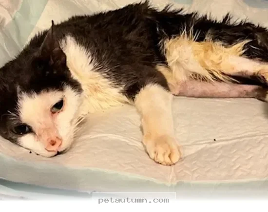 Heartwarming Ways Your Cat Shows Resilience Throughout 2026