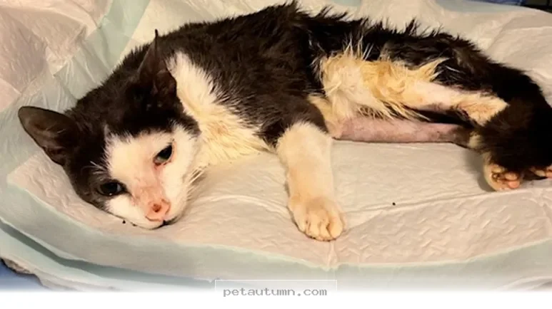 Heartwarming Ways Your Cat Shows Resilience Throughout 2026