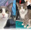 Help This Vocal Rescue Cat Find Her Forever Home in 2026 Today