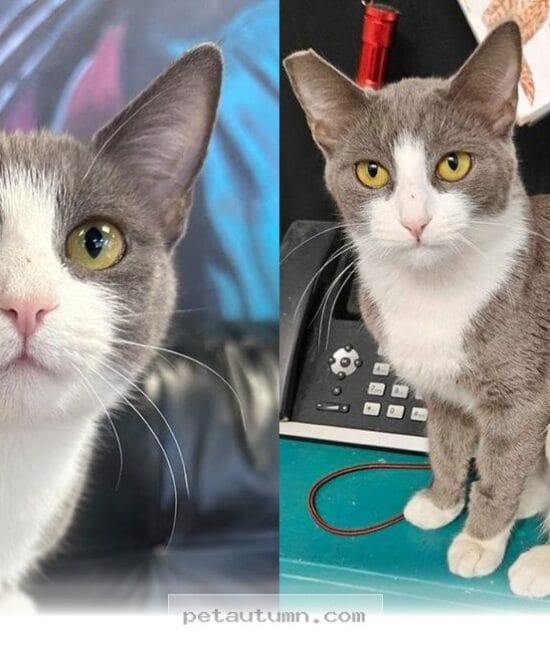 Help This Vocal Rescue Cat Find Her Forever Home in 2026 Today