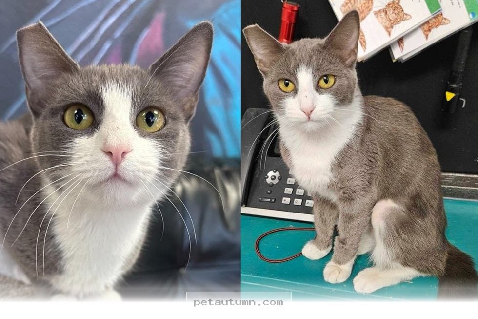 Help This Vocal Rescue Cat Find Her Forever Home in 2026 Today