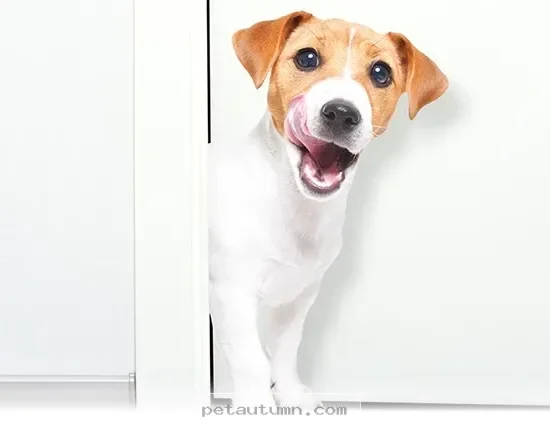 Help Your Dog Settle Into Your 2026 Move With These 5 Easy Tips