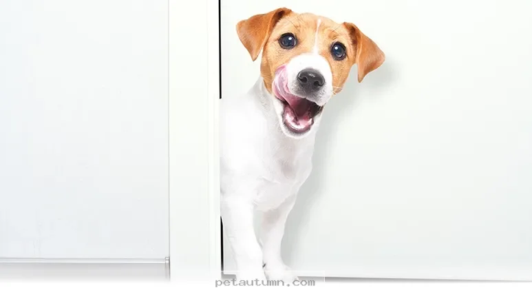Help Your Dog Settle Into Your 2026 Move With These 5 Easy Tips