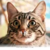 Helpful 2026 Guide to Understanding Your Cat’s Sneezing Symptoms