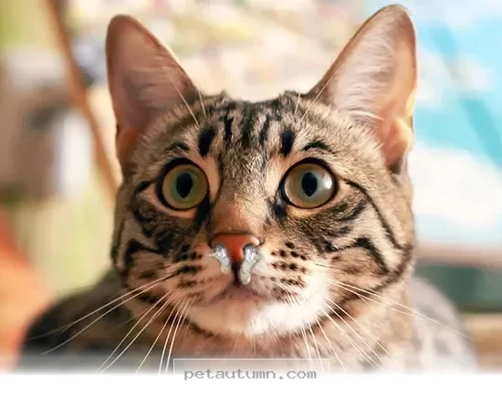 Helpful 2026 Guide to Understanding Your Cat’s Sneezing Symptoms