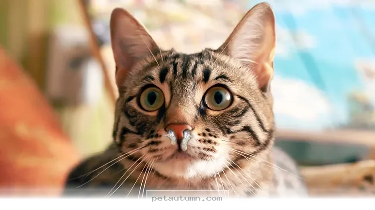 Helpful 2026 Guide to Understanding Your Cat’s Sneezing Symptoms