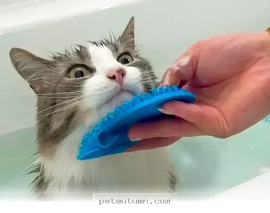 Helpful Tips for Bathing Your 2026 Cat Without Any Extra Stress