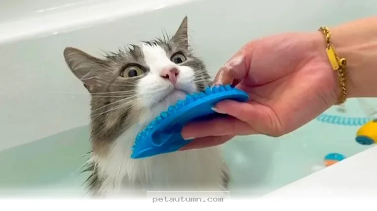 Helpful Tips for Bathing Your 2026 Cat Without Any Extra Stress