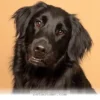 Helpful Tips for Communicating With Your Adult Dog in 2026
