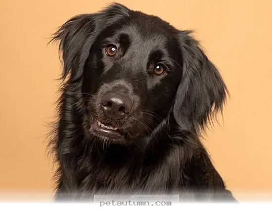 Helpful Tips for Communicating With Your Adult Dog in 2026