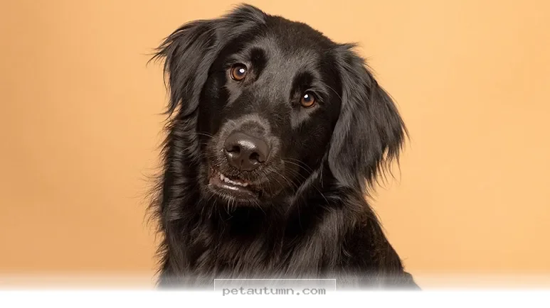 Helpful Tips for Communicating With Your Adult Dog in 2026