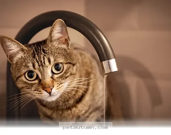 Helpful Tips for Decoding 2 Common Cat Behaviors in Your Home 2026
