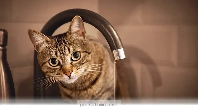 Helpful Tips for Decoding 2 Common Cat Behaviors in Your Home 2026