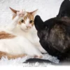 Helpful Tips for Introducing Your 2 Pets to Each Other in 2026