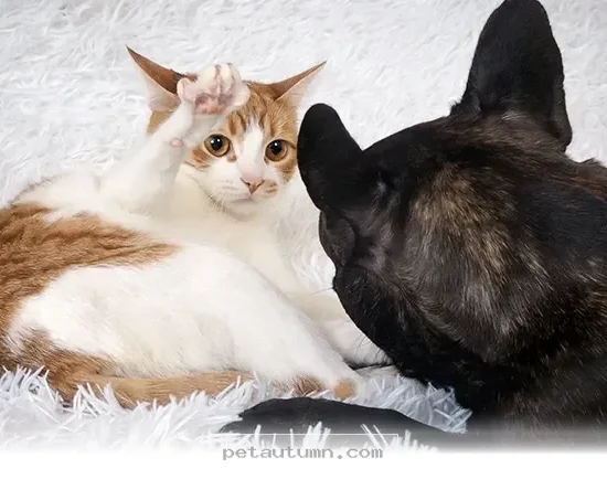 Helpful Tips for Introducing Your 2 Pets to Each Other in 2026