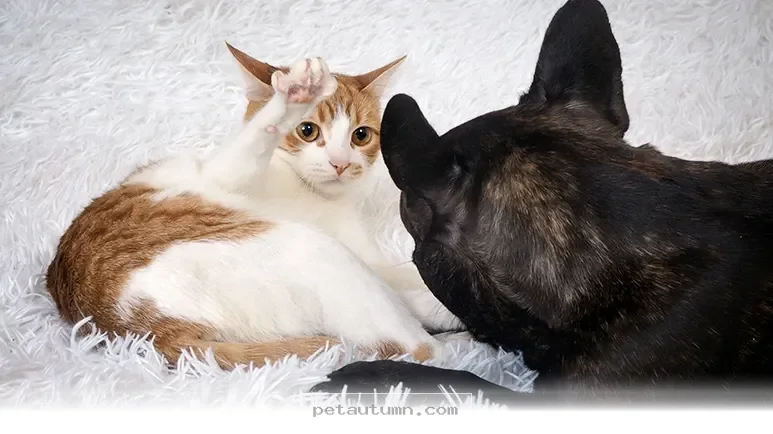 Helpful Tips for Introducing Your 2 Pets to Each Other in 2026