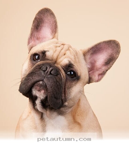Helpful Tips for Managing Your Dog’s Scooting Issues in 2026