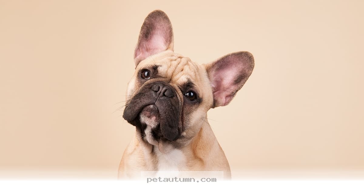 Helpful Tips for Managing Your Dog’s Scooting Issues in 2026