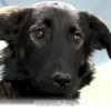 Helpful Tips for Raising a Confident Dog in Your Home During 2026