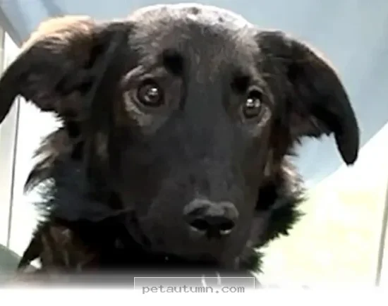 Helpful Tips for Raising a Confident Dog in Your Home During 2026