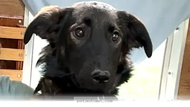Helpful Tips for Raising a Confident Dog in Your Home During 2026