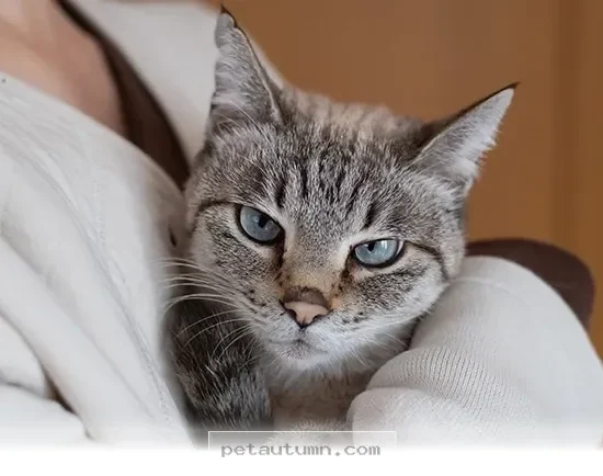 Helpful Tips for Talking to Cat Owners About Their Pets in 2026