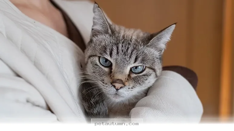 Helpful Tips for Talking to Cat Owners About Their Pets in 2026