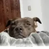 Helpful Tips to Welcome Your New Rescue Pet Home in 2026