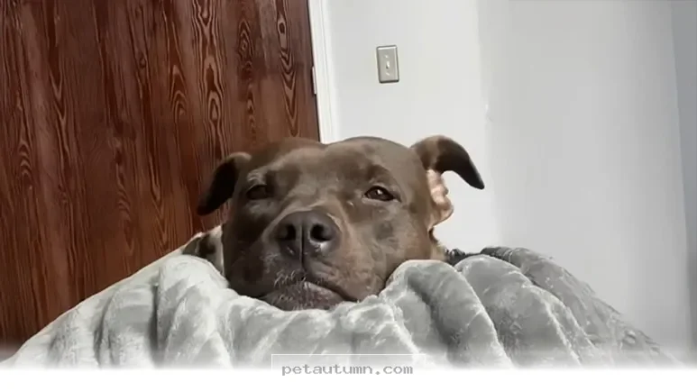 Helpful Tips to Welcome Your New Rescue Pet Home in 2026