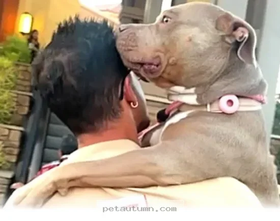 Helping 5 Misunderstood Dogs Find Their Happy Homes in 2026