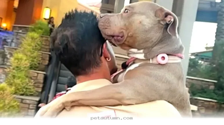 Helping 5 Misunderstood Dogs Find Their Happy Homes in 2026