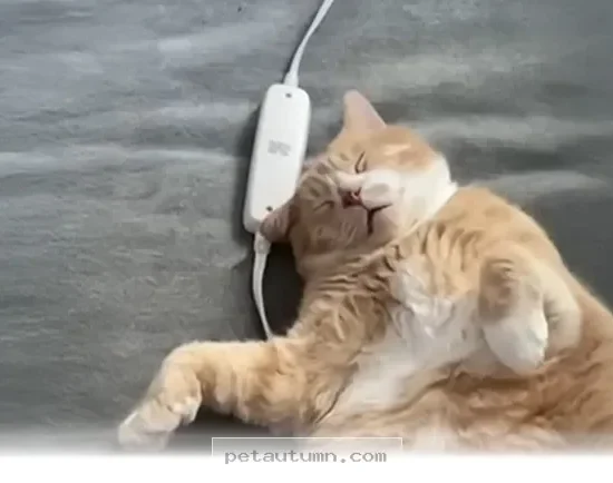 Helping Your Rescue Cat Find Confidence and Comfort in 2026