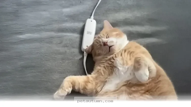 Helping Your Rescue Cat Find Confidence and Comfort in 2026