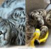 How 1 Abandoned Tabby Found A Loving Forever Home During 2026
