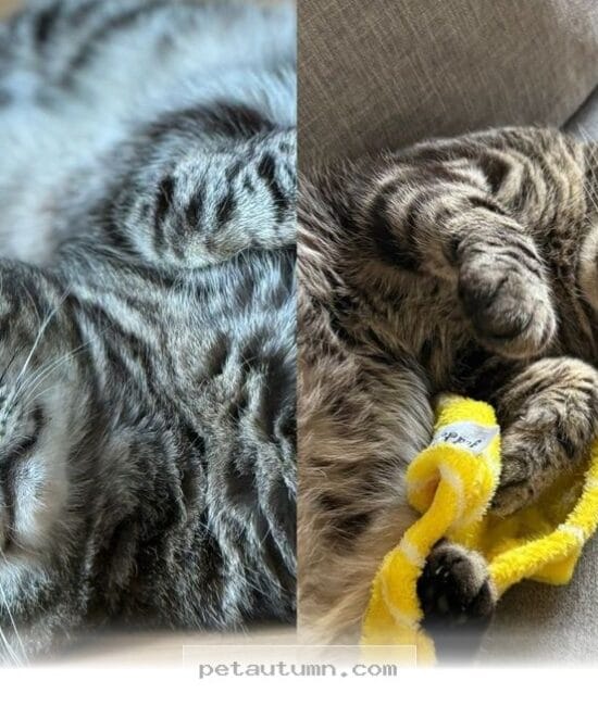 How 1 Abandoned Tabby Found A Loving Forever Home During 2026