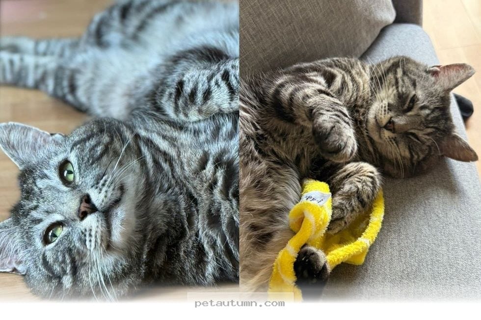 How 1 Abandoned Tabby Found A Loving Forever Home During 2026