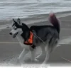How 1 Amazing Blind Pup Stays Active and Happy Throughout 2026