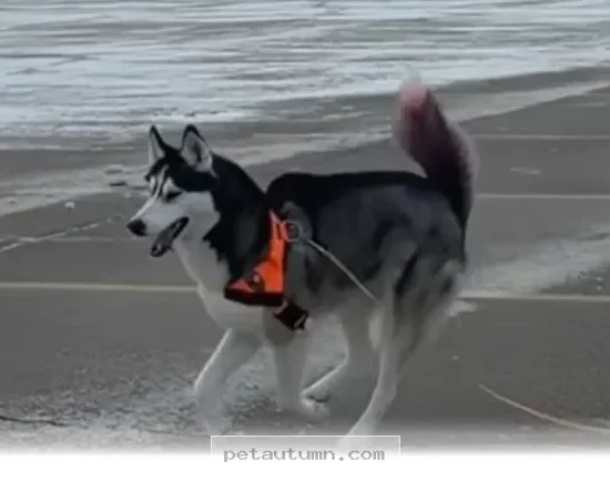 How 1 Amazing Blind Pup Stays Active and Happy Throughout 2026