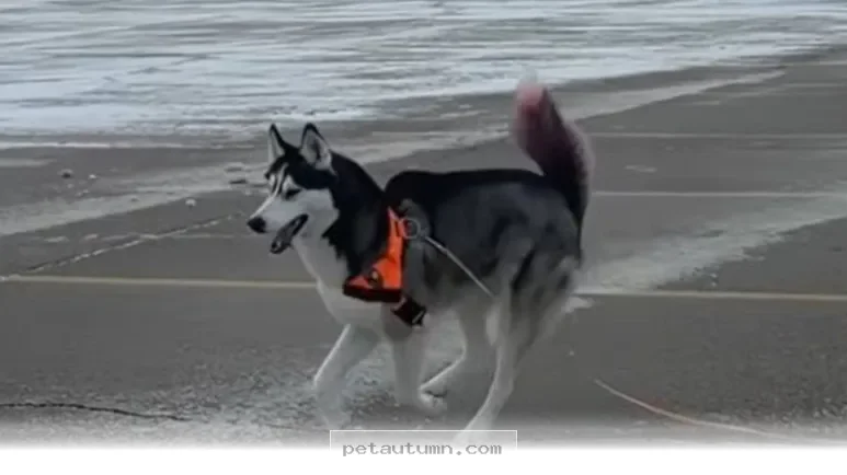 How 1 Amazing Blind Pup Stays Active and Happy Throughout 2026